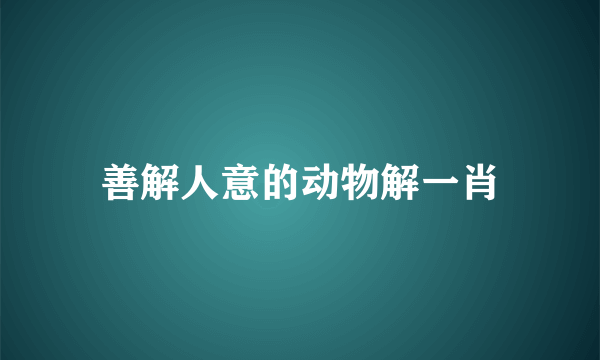 善解人意的动物解一肖