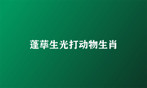 蓬荜生光打动物生肖