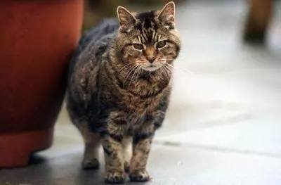 养猫一个年要花多少钱