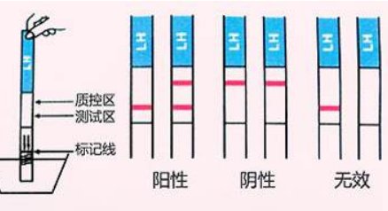 怎么看怀孕测试纸图片