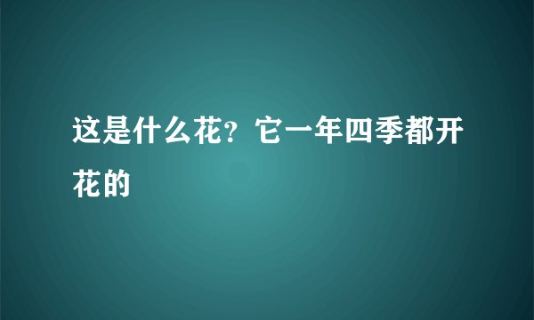 这是什么花？它一年四季都开花的