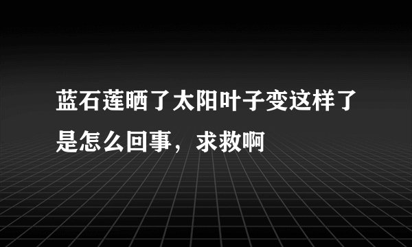 蓝石莲晒了太阳叶子变这样了是怎么回事，求救啊
