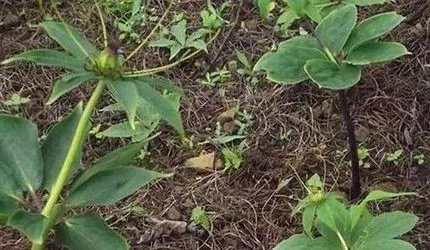 重楼种植技术