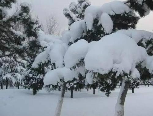 大雪压青松,青松挺且直.要知松高洁,待到雪化时.什么意思