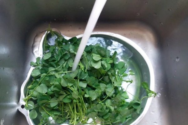 水蜡烛根的食用水蜡烛根怎么食用