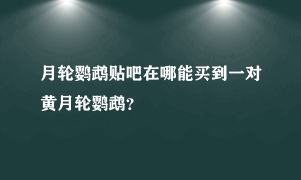 月轮鹦鹉贴吧在哪能买到一对黄月轮鹦鹉？