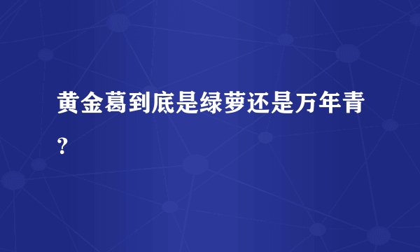 黄金葛到底是绿萝还是万年青？