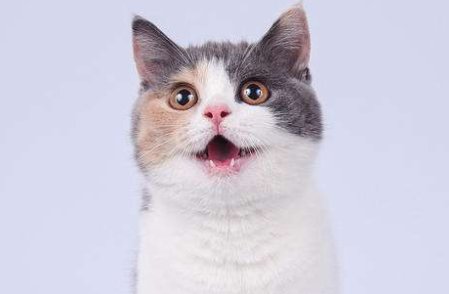猫咪发情为什么总叫啊?还有许多奇怪的细节。