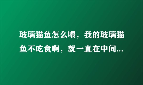 玻璃猫鱼怎么喂，我的玻璃猫鱼不吃食啊，就一直在中间那么游着