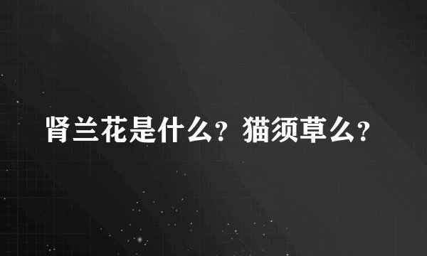 肾兰花是什么？猫须草么？
