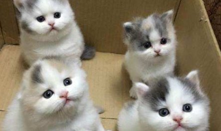 猫咪发情为什么总叫啊？还有许多奇怪的细节。