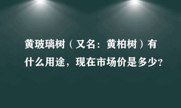 黄玻璃树（又名：黄柏树）有什么用途，现在市场价是多少？