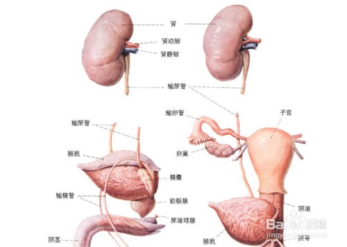 什么是地中海贫血?怎么治疗?