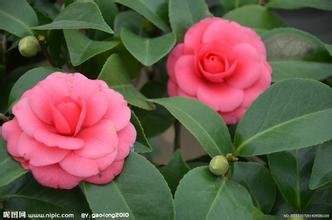 重庆市市花为什么是茶花