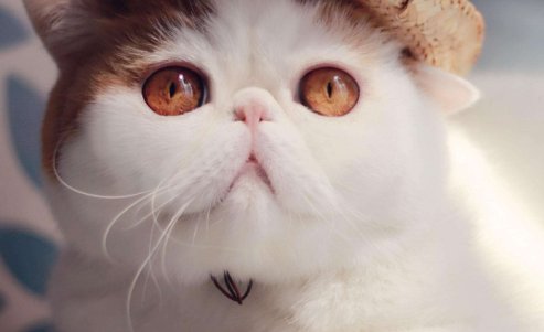 猫咪发情为什么总叫啊?还有许多奇怪的细节。