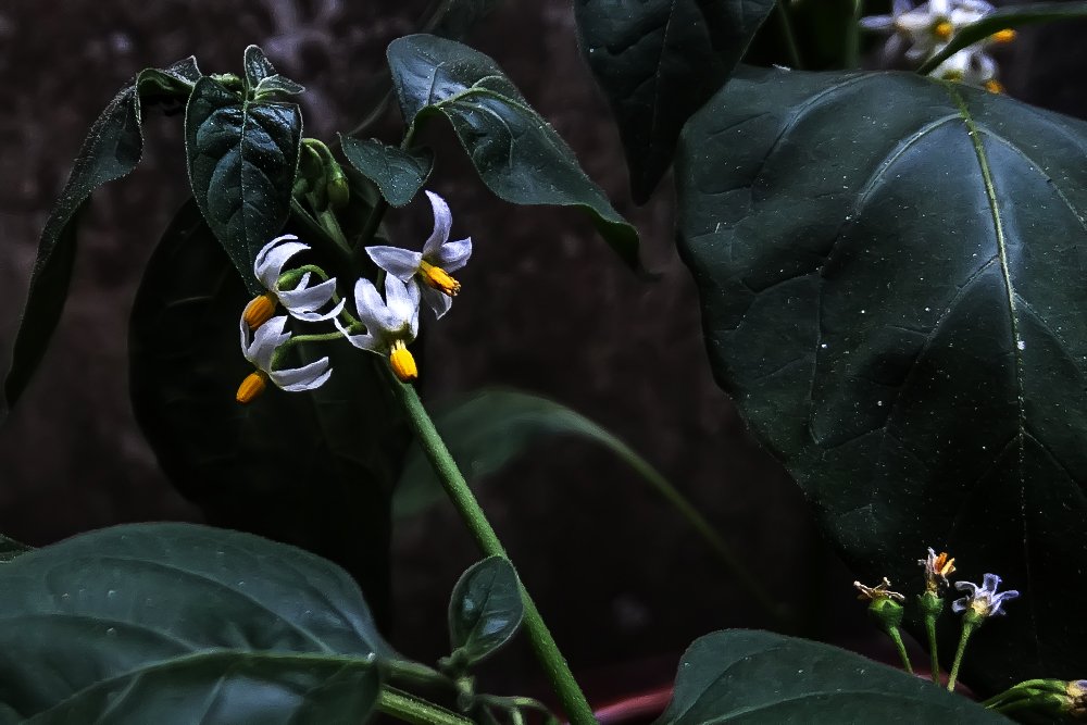 龙葵草果实能不能当水果吃啊？