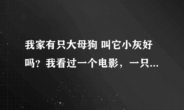 我家有只大母狗 叫它小灰好吗？我看过一个电影，一只母狗就叫小灰，很喜欢那部电影