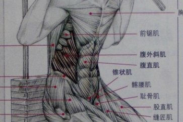 如何练习腹内斜肌和腹外斜肌，腹外斜肌是长在外侧肋骨上一条一条的吗，谢谢
