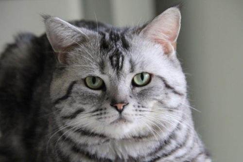 ￼ 有人懂猫吗，。这是英短和美短杂交吗，3个月大概多少价格合适