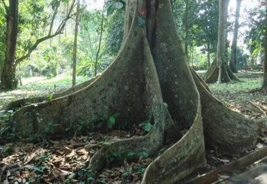 十大危险吃人植物 食人花吃人的样子真实图片
