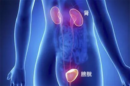 女性身体结构图五脏六腑肾的位置