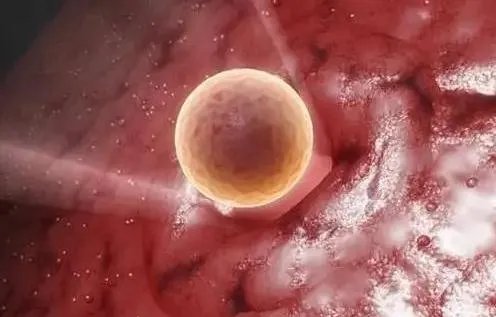 上海供卵试管-上海捐卵捐精三代试管多少钱? 一次要多少钱?