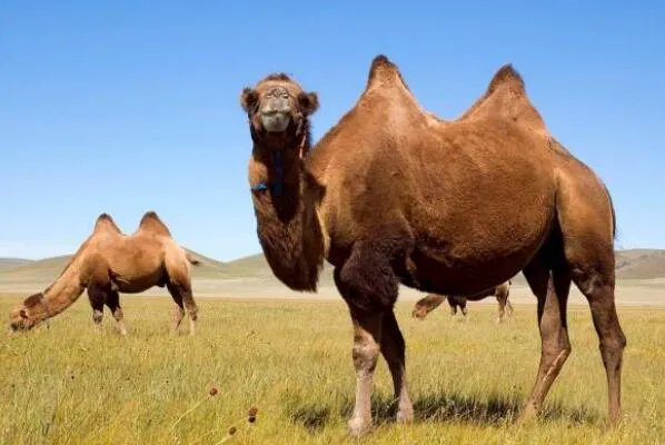 十大生命力最强的动物排行 骆驼上榜,第一在真空状态下也能生存