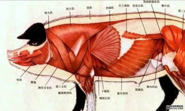 猪的生理结构解剖图