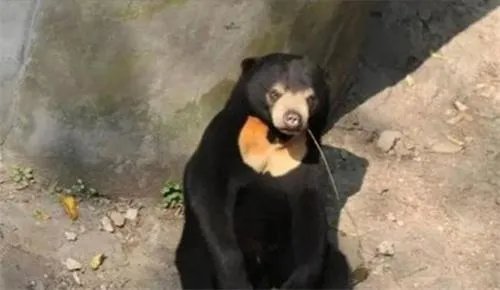 杭州动物园的这只熊火了 杭州动物园有一只熊最近特别火