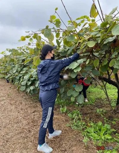 网红鼻祖芙蓉姐姐近况 芙蓉姐姐以前的照片