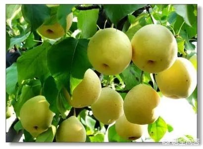 赵县的美食有什么?