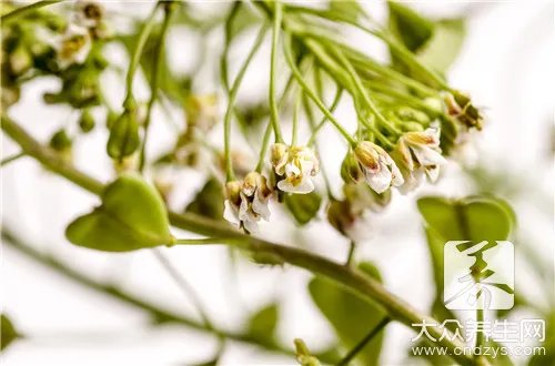 水荠菜和荠菜的区别