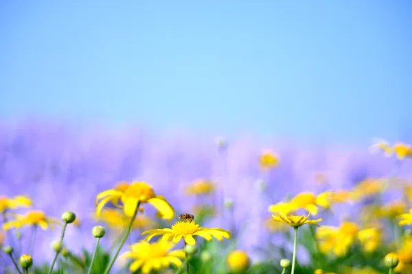 鹧鸪天范成大赏析