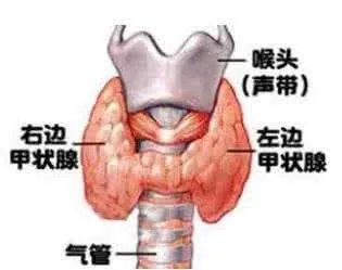 甲亢症状有哪些?