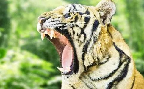 老虎拉车的歇后语