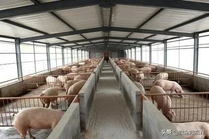 近期猪价行情再现低迷,部分地区已降到10元以内,7月的行情是否会有所好转呢?