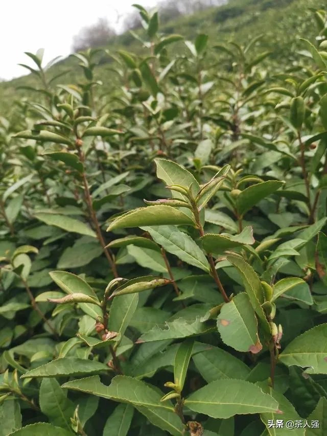 正宗信阳毛尖价格多少钱一斤？