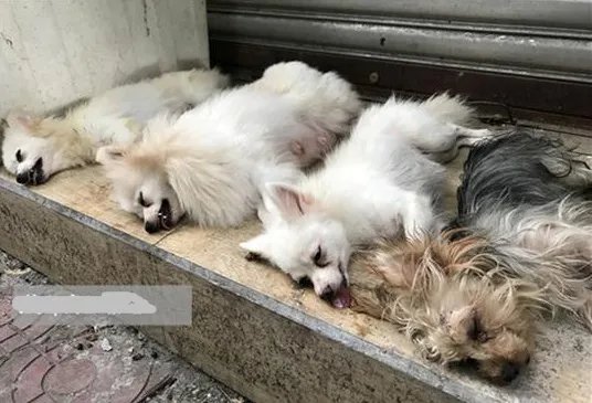 兽医当街切除狗声带原因是什么？