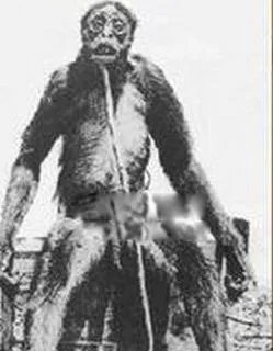 臭鼬猿长什么样子的图片 臭鼬猿真的存在吗