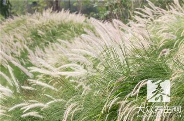 白茅根用量，今后一定要用对了！