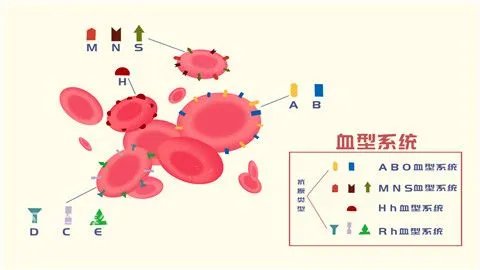 o型血孕妇怎样防止溶血