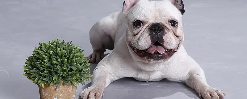 梦见狗狗死了是什么意思 梦见狗狗死了代表什么预兆