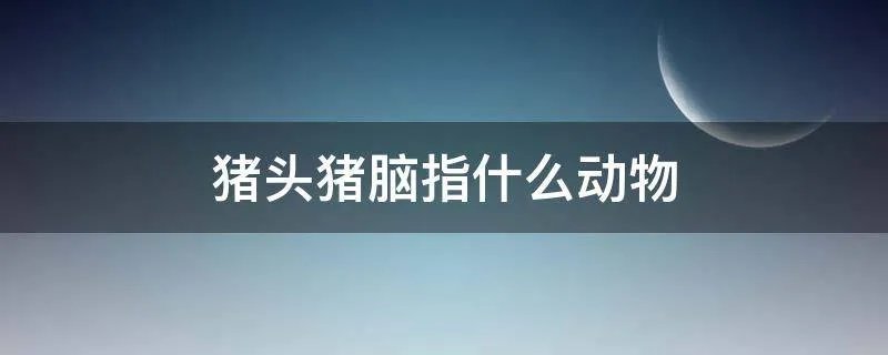 猪头猪脑指什么动物