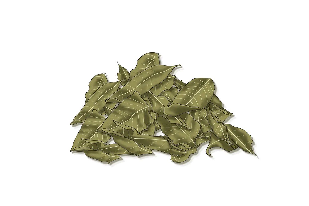 罗布麻叶图片大全