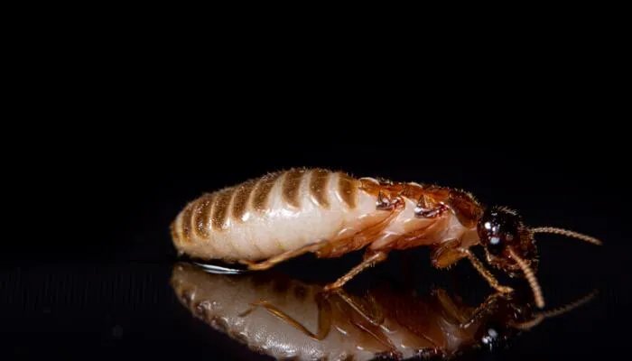 上海白蚁爆发街头到处都是 白蚁爆发该怎么办