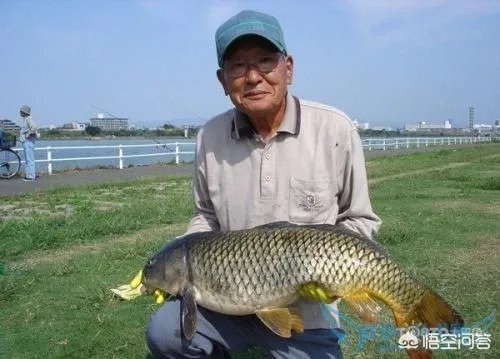 如何防治外来生物入侵？