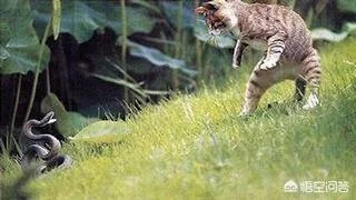 猫蛇大战蛇斗不过猫