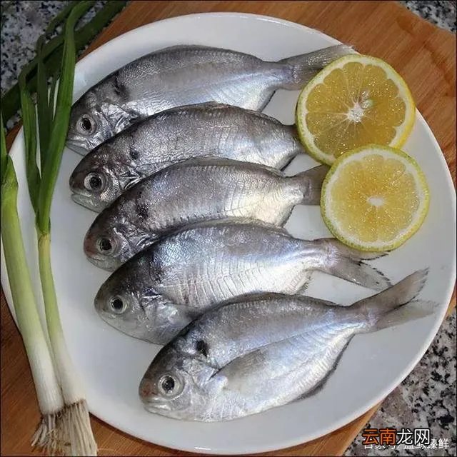 大斯巴淋鱼是真的吗