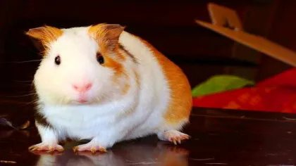 宠物鼠的种类有哪些