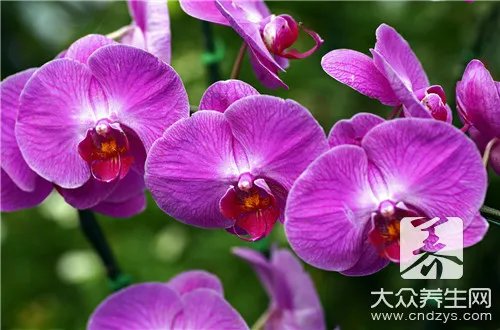  铁皮石斛花的功效与作用吃法